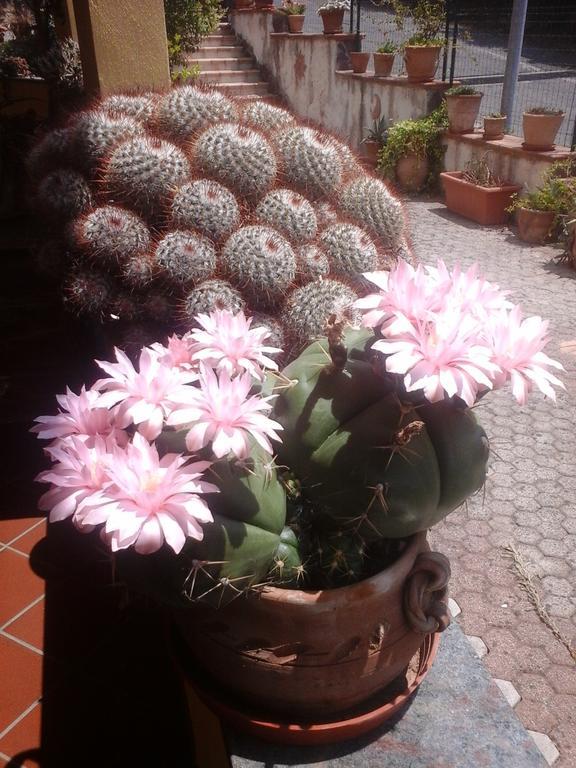 B&B Del Castagneto San Marco Argentano Екстер'єр фото